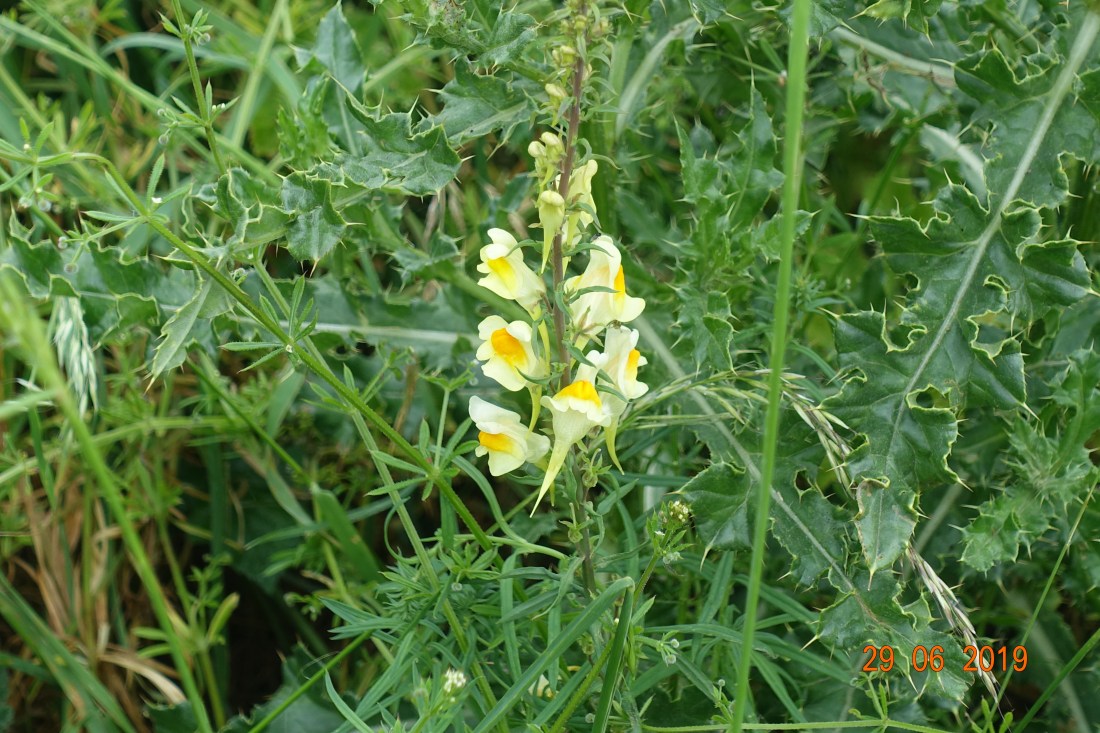 Common Toadflax