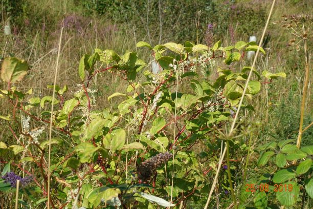 Japanese Hogweed in Flower