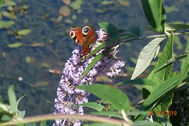 Peacock Butterfly