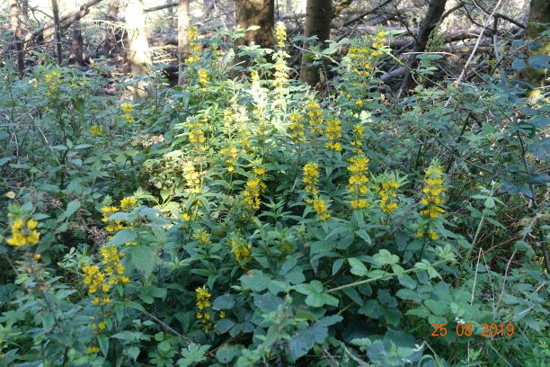 Yellow Loosestrife