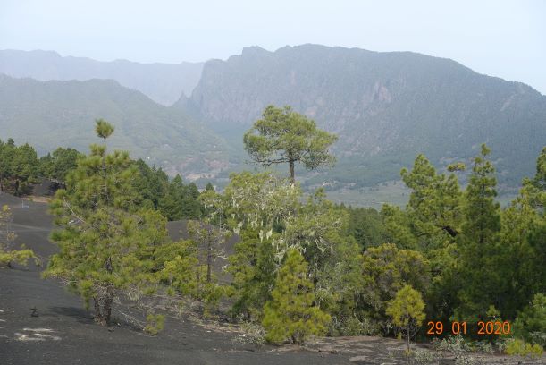 Lichen on trees and Punta de La Roques