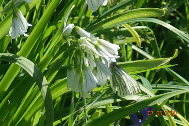 Green veined white