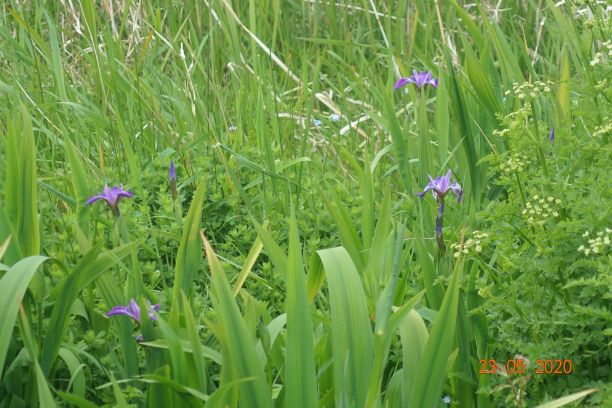 Purple Iris at Ballachurry