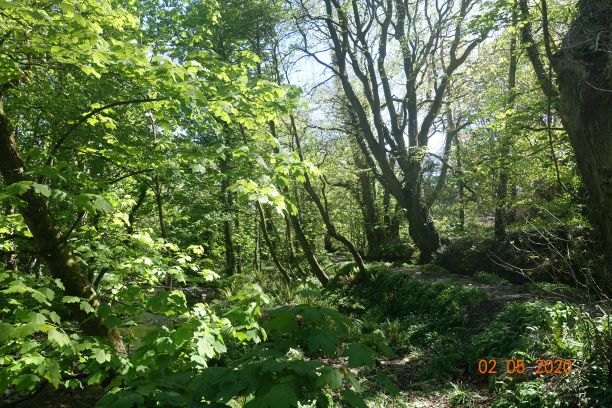 The Woodland
